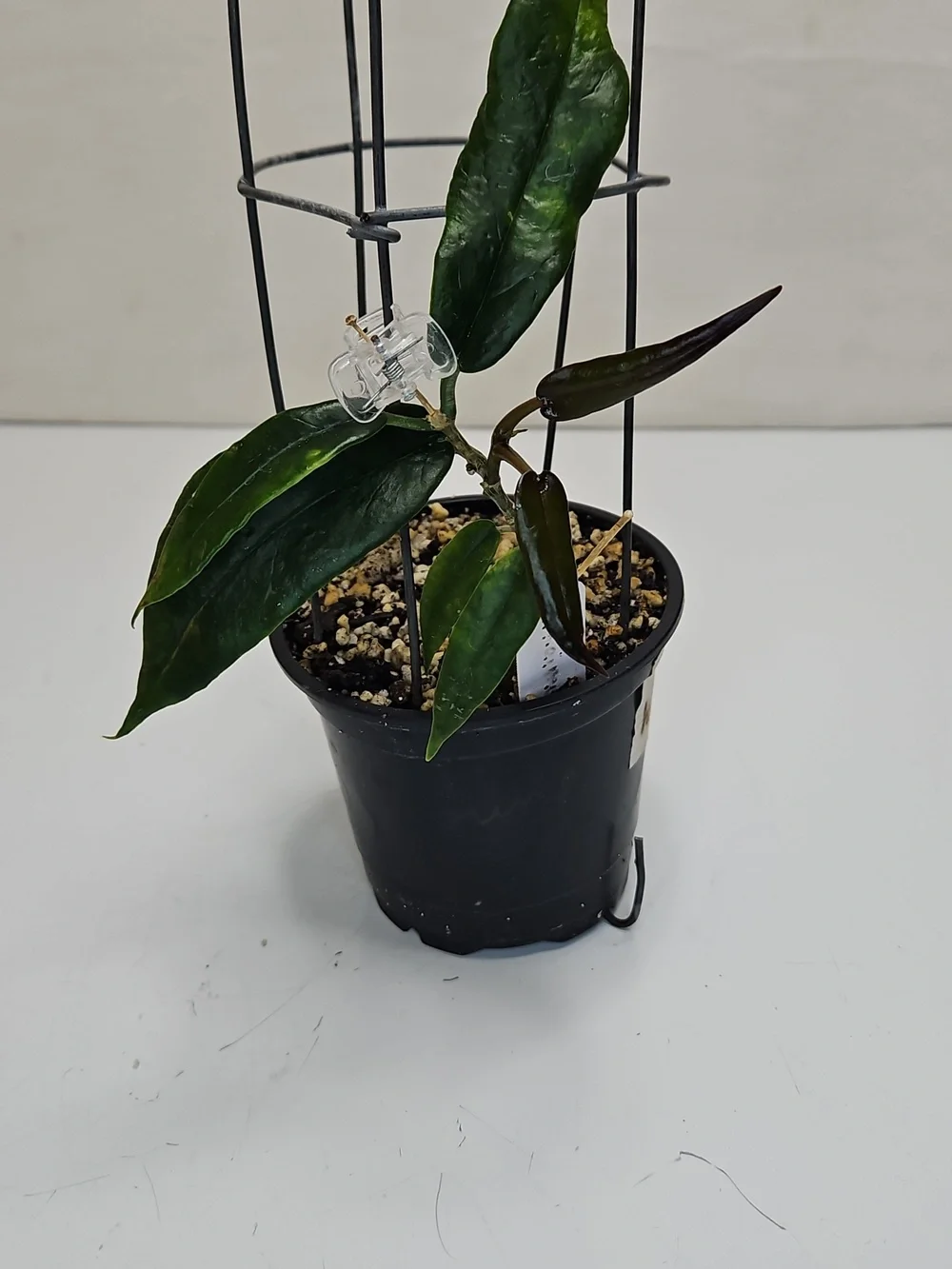 Dark Green Hoya KAIMUKI Indoor Potted Plant with Support Cage
